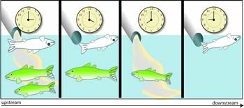 Figure 3-3b. shows how over time, there are dead fish when the impairment is released and when it is not.