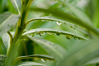 Ecosystems Banner