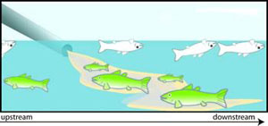 Figure 3-1b illustrates how the impairmentis may not be the cause, if healthy and dead fish exist both up and downstream.