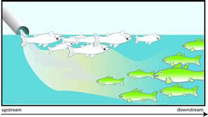 Figure 3-6a. shows how closer to the impairment site, there are dead fish but not downstream where it has dissolved.