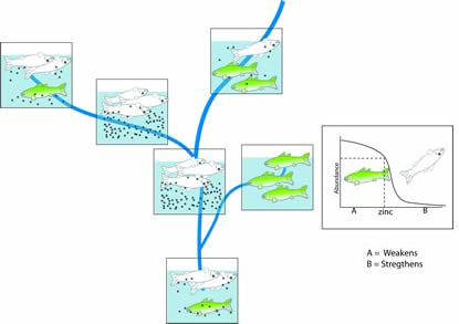 Figure 4-1 illustrates how increased contaminant causes more fish death as an example of stressor-identification.