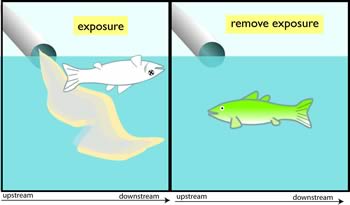 Figure 4-5a illustrates the impairment (dead fish) occurs when the causal agent (an effluent of the same type as at the impaired site) is present but not when it is removed (the effluent is shut down).