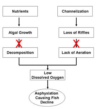 Fig 3. Low dissolved oxygen can be eliminated as a possible cause in this simple example because no excess algal growth or loss of riffles that aerate water were observed.