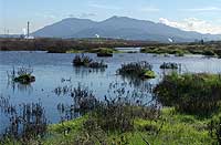 Pacheco Marsh, California