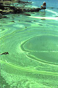 Photo of nutrients floating on the water's surface.