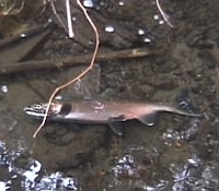 Photo of a fish floating near the water surface in a shallow stream.