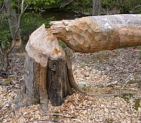 Photo of a fallen tree with bite marks indicating this was likely done by a beaver.