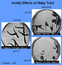 Photo illustrating the effects of pH levels on the development of baby trouts.