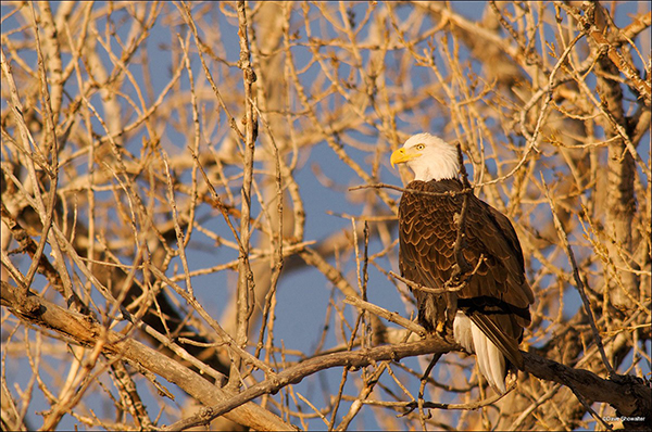 Wildlife Refuge with Bald Eagle