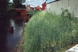 Riverbank Behind Building 68 PCB Spill Area - Sheet pile Containment Wall in Background