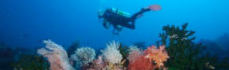 Snorkeler above coral reef