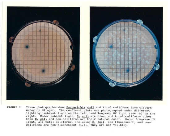 Kris Brenner Experiment Results