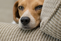 Dog on Couch