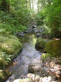 Image of a stream in Oregon.