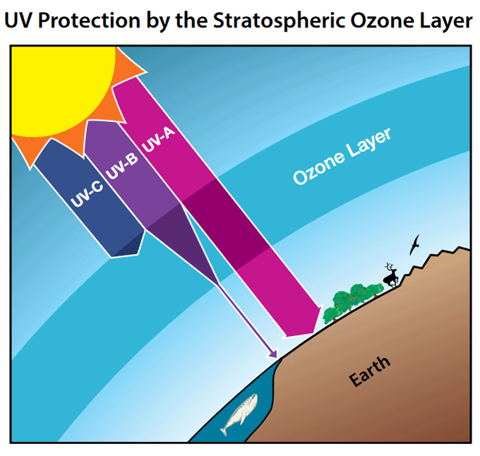 UV Protection by the Stratospheric Ozone Layer