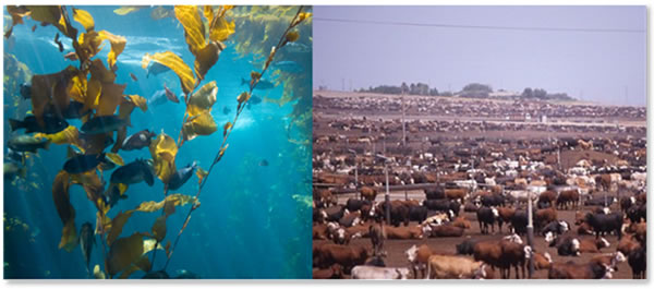 An unlikely pair: multiple types of seaweed have been shown to reduce the methane emissions of cattle when added to their feed.(Photos of seaweed and cattle) (Photos from Flickr, each with a Creative Commons license). 