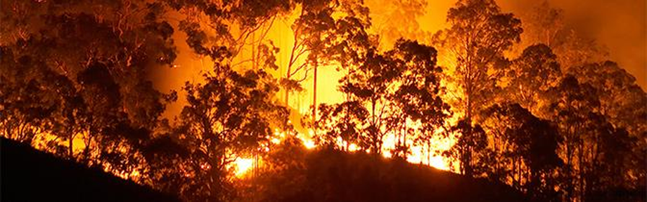 Photo: Trees burning in a wildfire