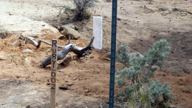 Appears to be relatively natural looking landscape with wood debris from nearby forest and small tree or shrub planted.