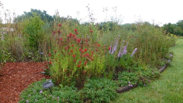 Flowers and plants for pollinators