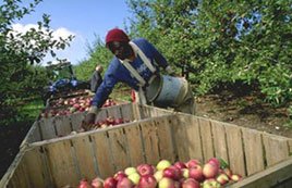 Farmworkers