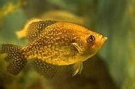 Photograph of a fish, which illustrates wildlife and environmental areas for incident reporting.