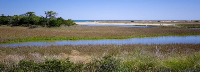 coastal wetland