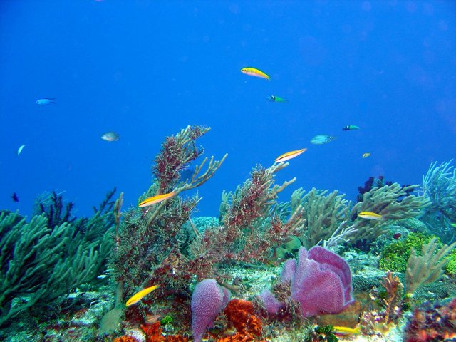 Coral reef