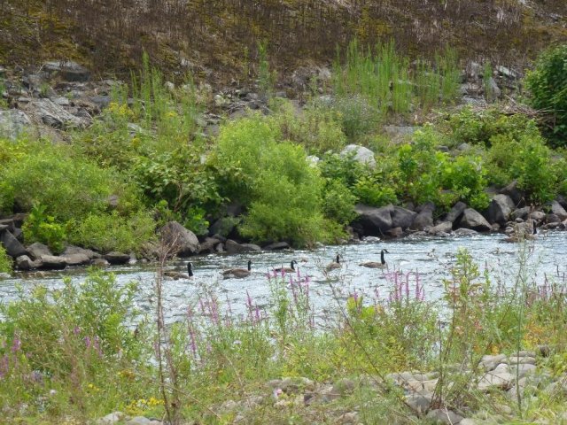 Brodhead Creek