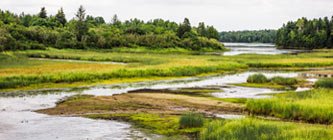 Picture of forested wetland