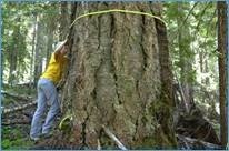 Tree mortality survey conducted every 5-10 years to track changes in forest health and condition.