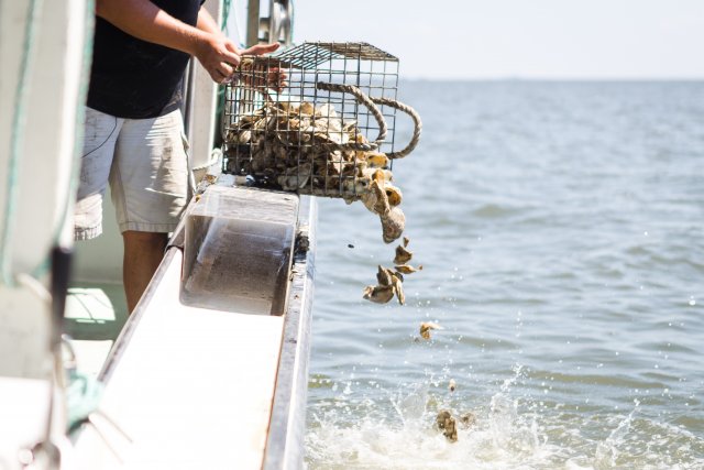 This is a picture of oyster shells being put back into the ocean to be reused.