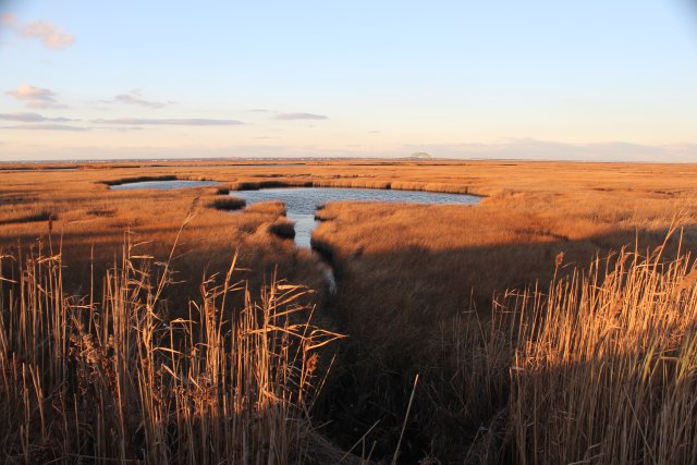 Golden marsh grass parts into water gleaming with the sunset