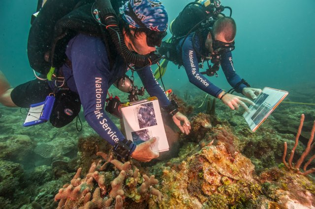 Two divers surveying corals.