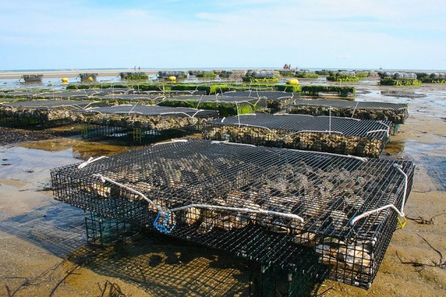 Oyster Cages at an Oyster Farm