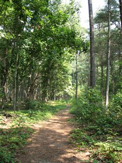 dirt path leading through the woods