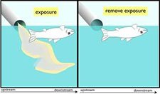 Figure 4-5b illustrates the impairment (dead fish) occurs when the causal agent is present (an effluent of the same type as at the impaired site) and when it is removed (the effluent is shut down).