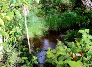 Anini Stream Photo Credit: AECOM