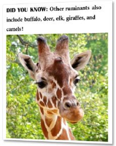 Photo of giraffe with caption: Did you know: Other ruminants also include buffalo, deer, elk, giraffes, and camels!