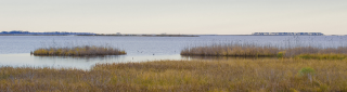 photo of a coastal wetland