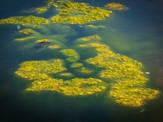 An algal bloom on a lake.