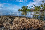 Photo of a coral reef below water and mangroves above.