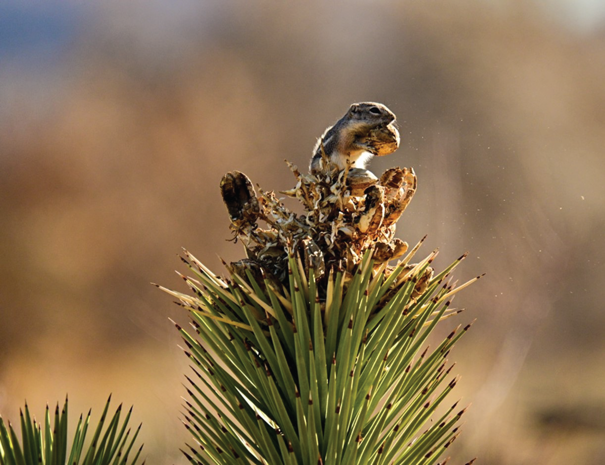 Squirrel in tree