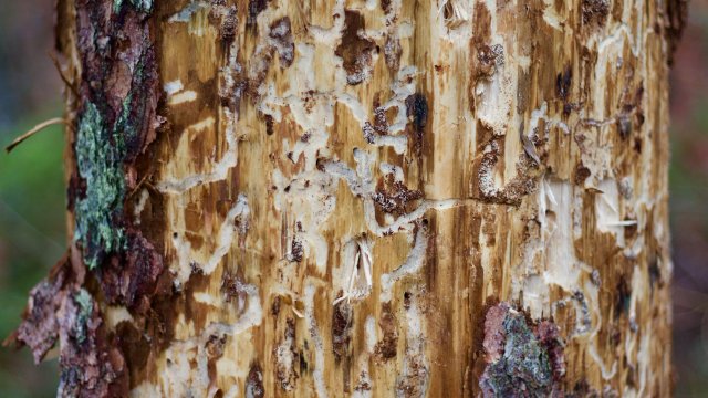 holes in a tree trunk left by a pest