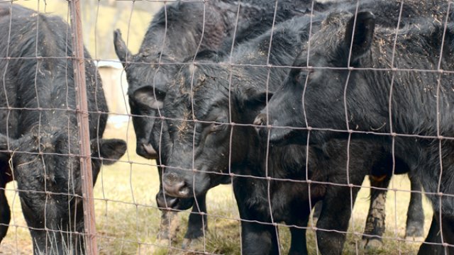 cows grazing behind a fence