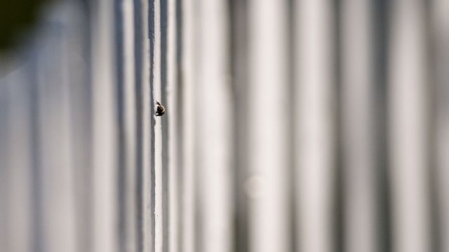 Bug on Fence