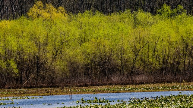 Wetland