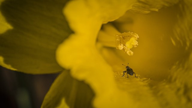 bee on flower