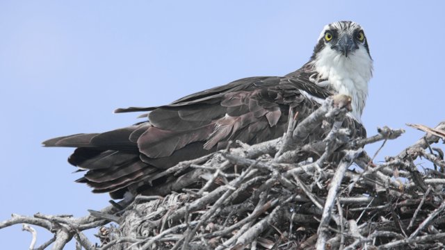 Osprey in its nest