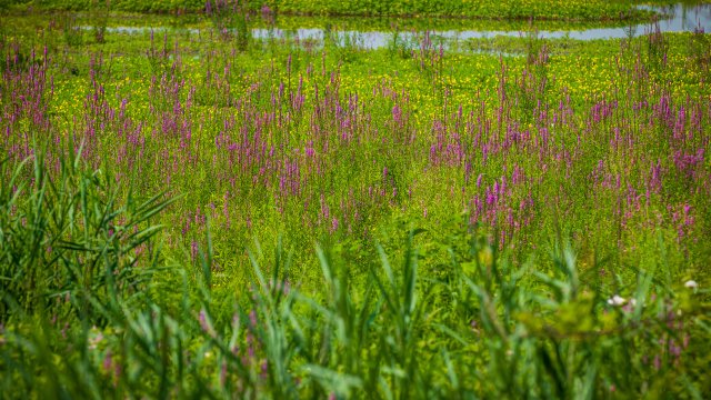 stock image of wildflowers in the foreground of a wetland