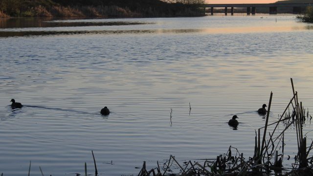 wetlands with bridge in background